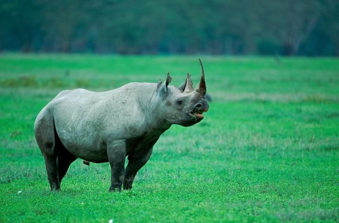 Black Rhinoceros (Diceros bicornis), Ngorongoro, Tanzania, Africa