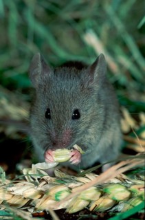 House Mouse (Mus musculus) eating grain, Germany, Europe