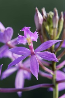 Orchid (Epidendrum ballerina)
