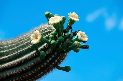 Saguaro (Carnegiea gigantea), Arizona (Cereus giganteus), USA, North America