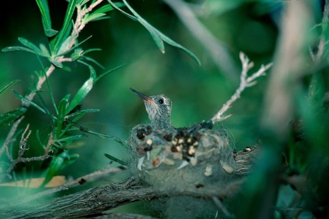 Young Costa's Hummingbird in nest, Sonora desert, Arizona, USA (Calypte costae), side