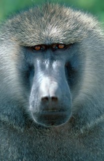 Anubis baboon (Papio anubis), male, Samburu game reserve, olive baboon (Papio cynocephalus anubis),