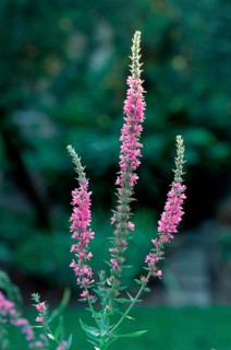 Red loosestrife (Lythrum salicaria)