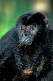 Black howler (Alouatta caraya), male