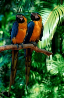 Blue-and-Yellow Macaws, pair, Gelbbrustaras, Paar, Blue-and-Gold Macaw (Ara ararauna)
