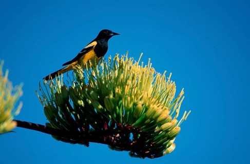 Scott's Oriole, Sonoran Desert, Arizona, USA (Icterus parisorum), Scott's Trupial, Sonoran Desert,