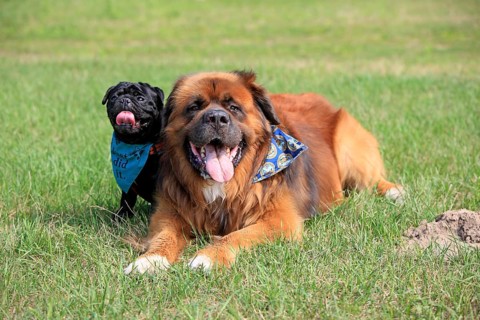 Germanic Bear Dog and Pug, Germanic Bear Dog, Neckerchief