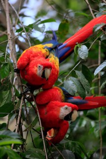 Scarlet macaw (Ara macao), Honduras, Central America
