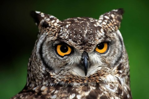 Spotted Eagle-owl (Bubo africanus), South Africa, Africa