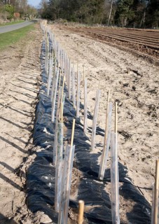 Plastic protective tubes cover new hedgerow hawthorn plants growing on the edge of a field,