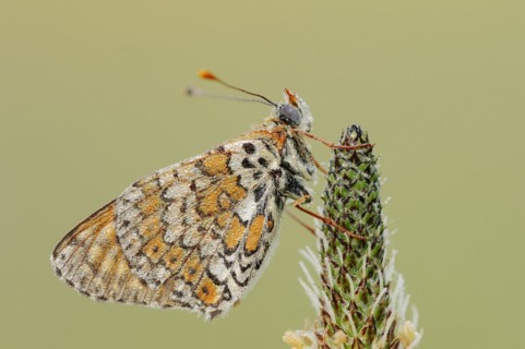 Plantain fritillary (Melitaea cinxia) with dewdrops on ribwort plantain (Plantago lanceolata),