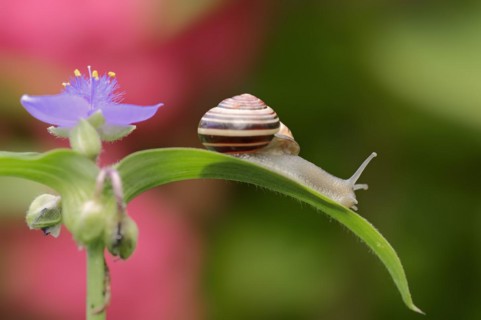 Grove snail (Cepaea nemoralis) on garden three-master flower (Tradescantia andersoniana), flower,
