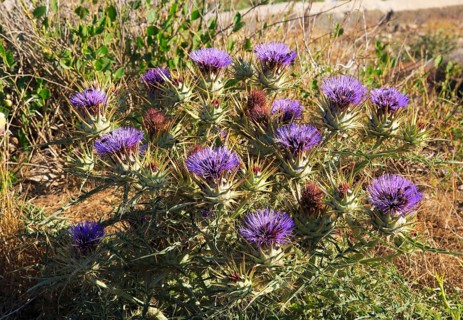 Cardoon, artichoke thistle, Cynara cardunculus, Marfa peninsula, Malta, Europe