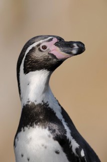 Humboldt penguin (Spheniscus humboldti), captive, occurring in South America