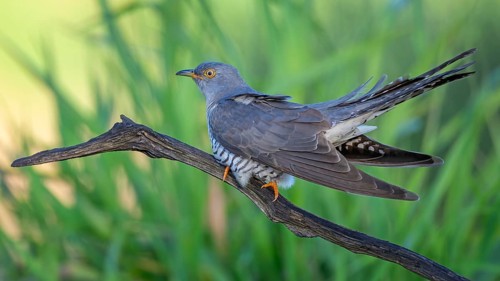 Common cuckoo (Cuculus canorus) floodplain landscape, floodplain meadows, male, host bird, breeding