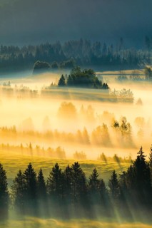 Fog and forest at the Rothenthurm high moor, Canton Schwyz, Switzerland, Europe