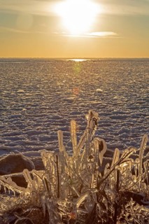 Harrison Twp, Michigan, Ice coated vegetation on the shore of Lake St Clair after a heavy rainstorm