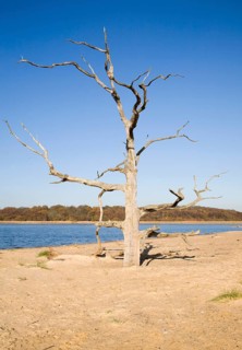 Dead tree standing on the beach bar separating Benacre Broad lake from the North Sea, Benacre,