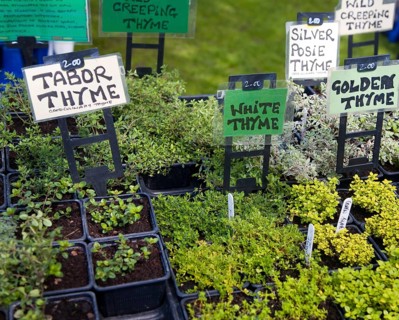 Herb plants with labels for sale during garden event at Helmingham Hall, Suffolk, England, United