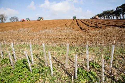 Farm machinery preparing and planting a crop of potatoes in a field, Shottisham, Suffolk, England,
