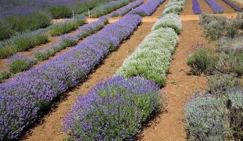 Lavender plants at Norfolk Lavender garden centre attraction, Heacham, Norfolk, England, United
