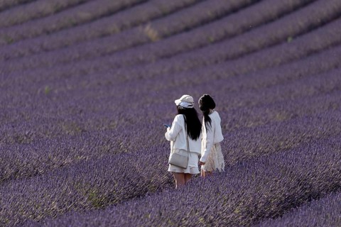 Flowering lavender field (Lavandula angustifolia) with two tourists, Plateau de Valensole,