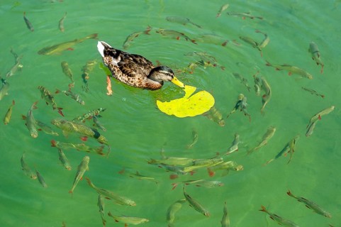 Female mallard (Anas platyrhynchos) eating the leaf of a European white water lily (Nymphaea alba),