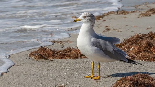 Seagull at waterline of sand beach at Reddington Shores, Florida, USA, North America