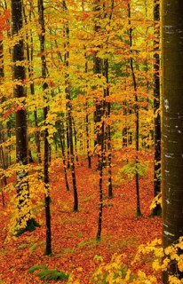 Wet beech forest in autumn on the Weissenstein, Swiss Jura in the canton of Solothurn, Switzerland,