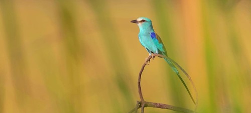 Abyssinian roller (Coracias abyssinica), Kuntaur rice fields, Kuntaur, South Bank, Gambia, Africa