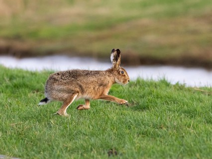 European Hare (Lepus europaeus), running across meadow, island of Texel, Holland