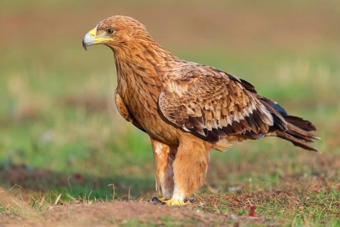 Spanish imperial eagle (Aquila adalberti), El Millaron Imperial Eagle Hid, Salorino, Extremadura