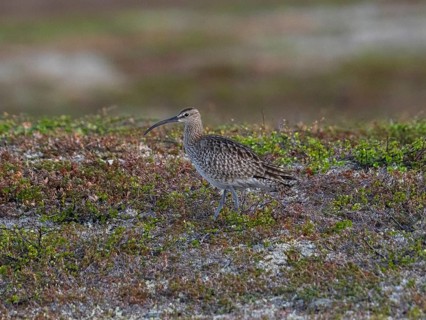 Whimbrel (Numenius phaeopus) adult bird in breeding territory, amongst tundra vegetation, May,