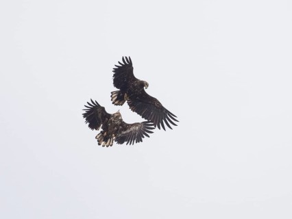 White Tailed Sea Eagle (Haliaeetus albicilla) two immatures in flight, squabbling over offal, May,