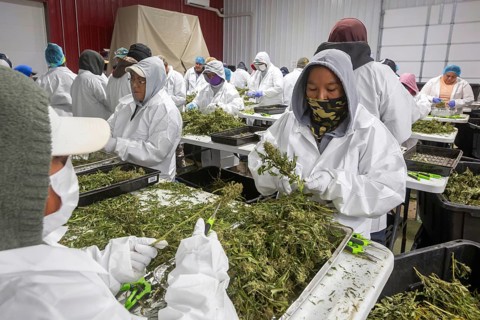 Paw Paw, Michigan, Migrant farmworkers at Grasshopper Farms trim the newly-harvested cannabis crop