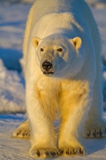 Polar bear on Spitsbergen, (Ursus maritimus), polar bear, Svalbard, Spitsbergen, Norway, Europe