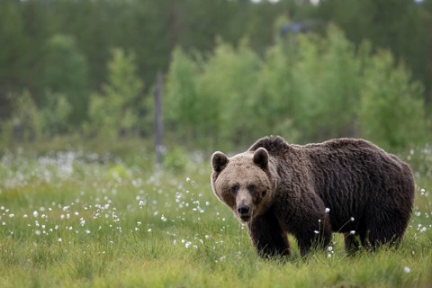 Brown bear (Ursus arctos) in the Finnish taiga, Kuusamo, Finland, Europe