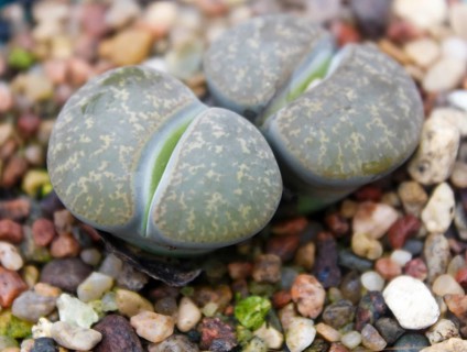 Beautiful succulent plant in greenhouse. Closeup, floral patterns, selective focus