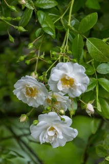 Rose (Rosa sp.), North Rhine-Westphalia, Germany, Europe