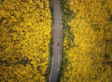 Aerial view of road with red car among yellow Cytisus blooming shrubs near Pico do Arieiro,