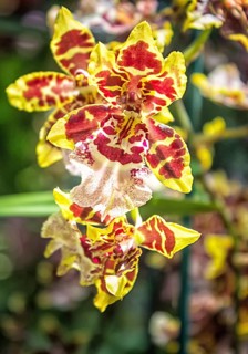Brown with yellow orchid flowers in the botanical garden in Singapore