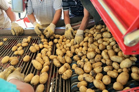 Agriculture potato harvesting with harvester (Mutterstadt, Rhineland-Palatinate)