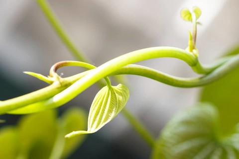 Young light green leaves of tropical lianas in a botanical garden Closeup. Blurred background