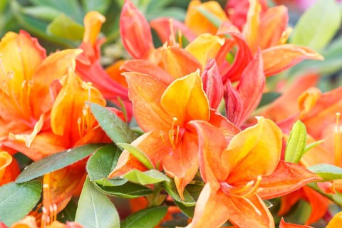 Rhododendron (azalea) flowers of various colors in the spring garden. Closeup. Blurred background