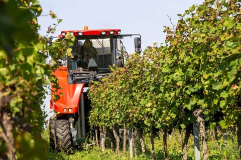 Harvest of Sankt Laurent red wine grapes in the Palatinate