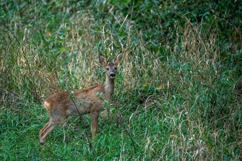 Deer seeking eye contact, Stadtpark Rotehorn, Magdeburg, Saxony-Anhalt, Germany, Europe