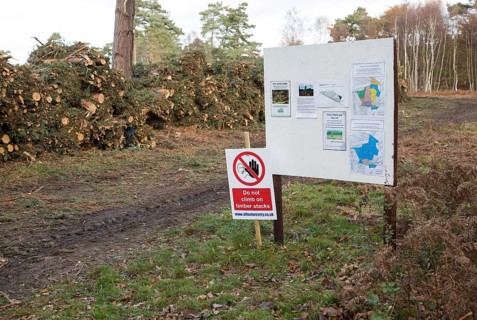 Forestry tree felling signs to create more heathland habitat, on Upper Hollesley Common, Suffolk,