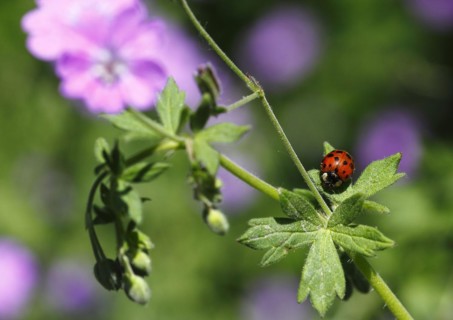 Asian lady beetle (Harmonia axyridis), multicoloured or harlequin ladybird on cranesbill