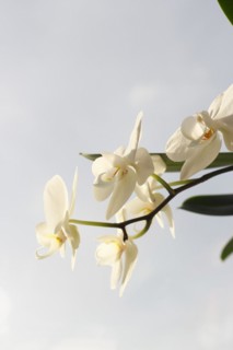 White orchid (Phalaenopsis), flower, North Rhine-Westphalia, Germany, Europe