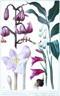 Botany, Turk's cap (Lilium Martagon), Solomon's seal (Polygonatum officinale), autumn crocus